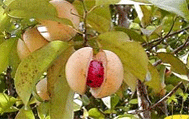 nutmeg