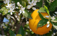 orange